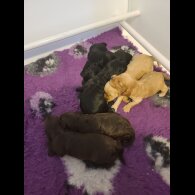 Cockapoo - Both