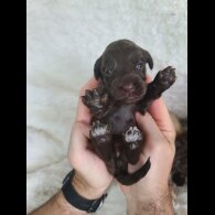 Cockapoo - Both
