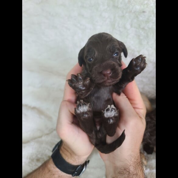Cockapoo - Both