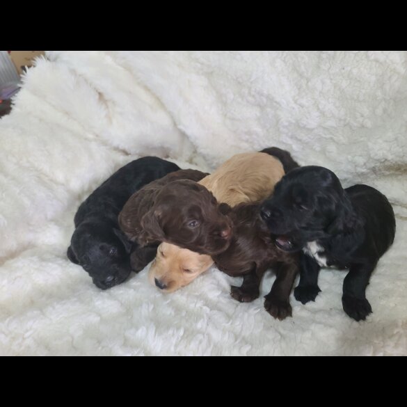 Cockapoo - Both