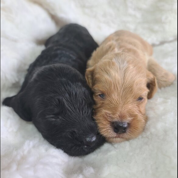 Cockapoo - Both