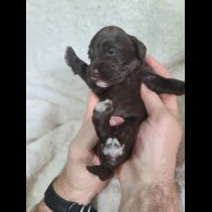 Cockapoo - Both