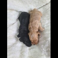 Cockapoo - Both