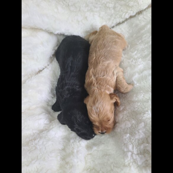 Cockapoo - Both