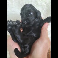 Cockapoo - Both