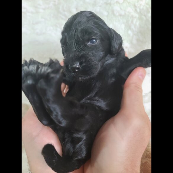 Cockapoo - Both