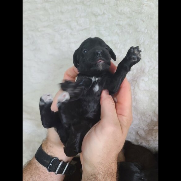 Cockapoo - Both