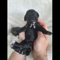 Cockapoo - Both
