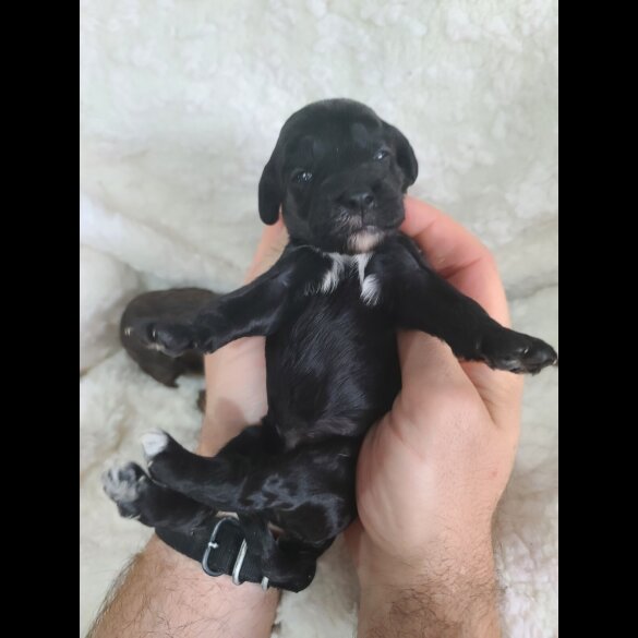Cockapoo - Both