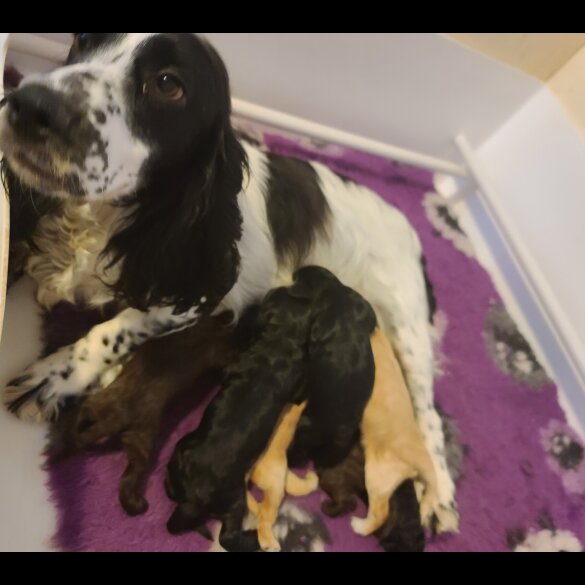 Cockapoo - Both
