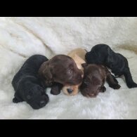 Cockapoo - Both