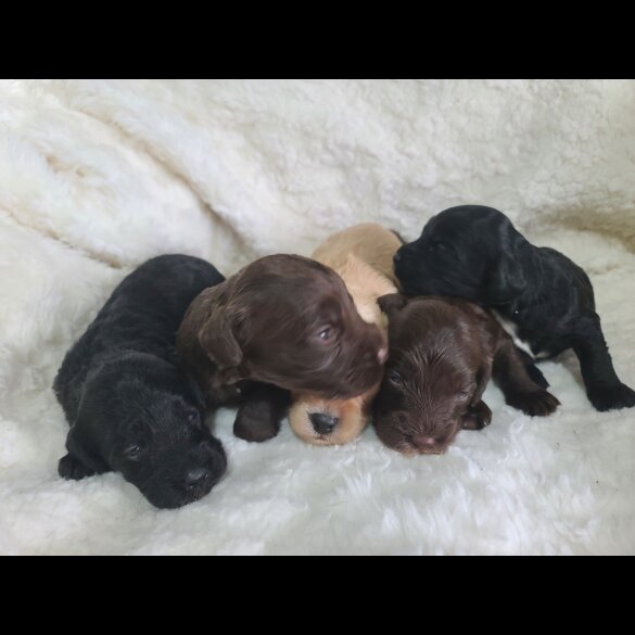 Cockapoo - Both