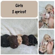 Cockapoo - Both