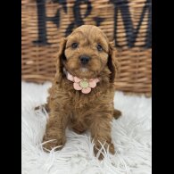 Cavapoo - Both