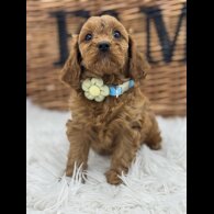 Cavapoo - Both
