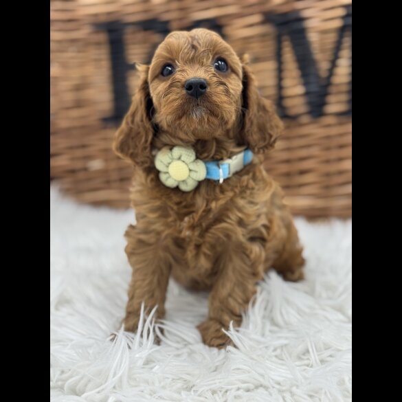 Cavapoo - Both