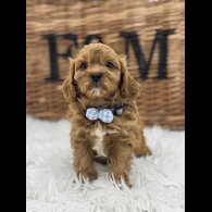 Cavapoo - Both