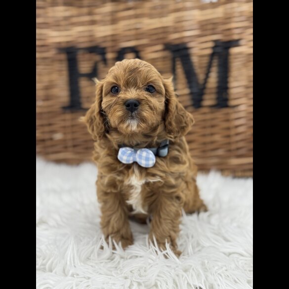 Cavapoo - Both