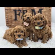 Cavapoo - Both