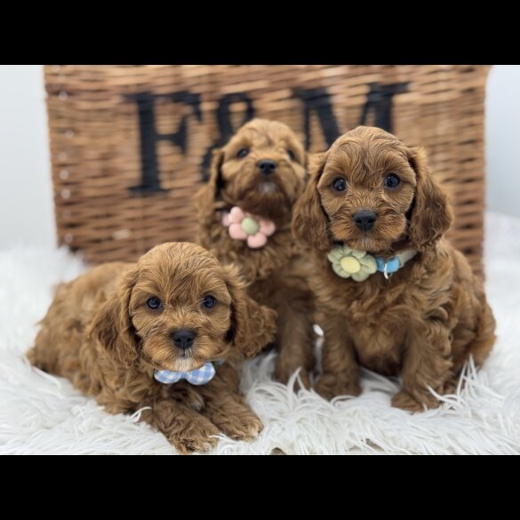 Cavapoo - Both