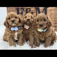 Cavapoo - Both