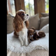 Cavapoo - Both