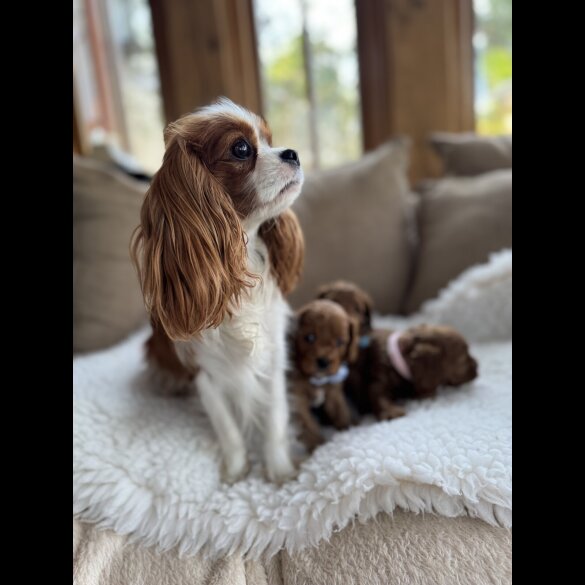 Cavapoo - Both