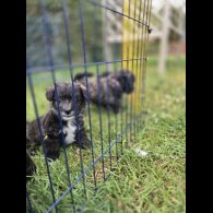 Mixed Breed - Both