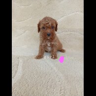Cavapoo - Both