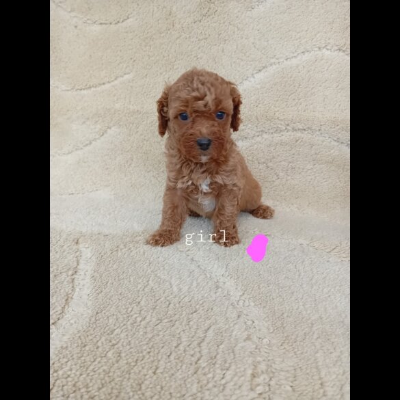 Cavapoo - Both