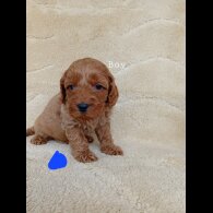 Cavapoo - Both