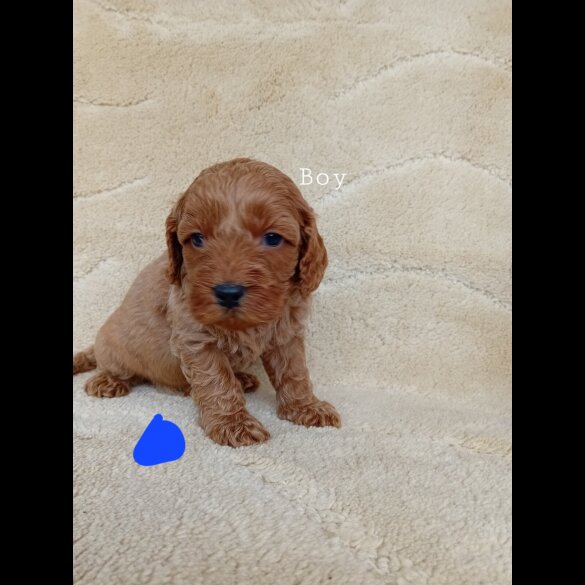 Cavapoo - Both