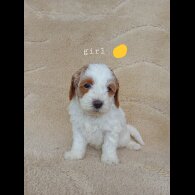 Cavapoo - Both