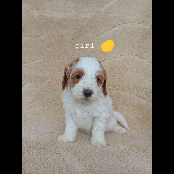 Cavapoo - Both