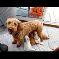 Cavapoo - Both