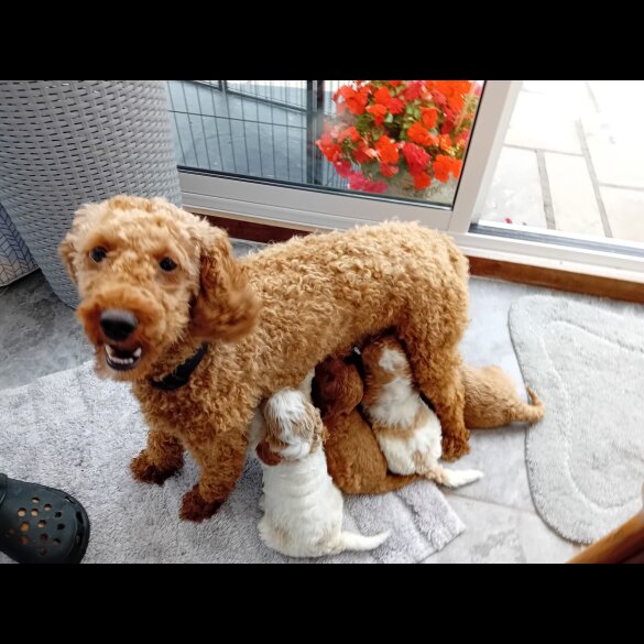 Cavapoo - Both