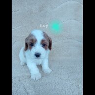 Cavapoo - Both