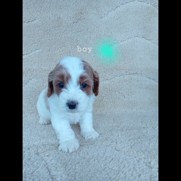Cavapoo - Both