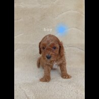 Cavapoo - Both