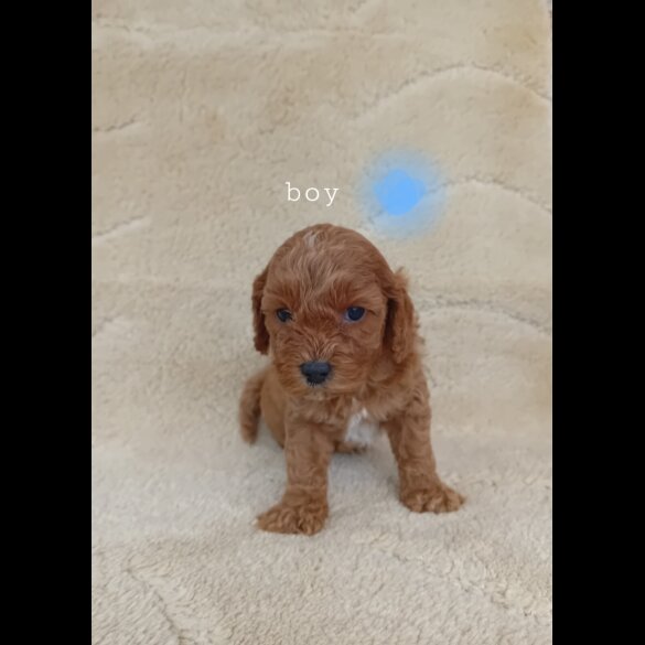 Cavapoo - Both