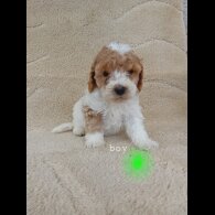 Cavapoo - Both