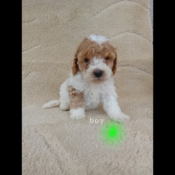 Cavapoo - Both
