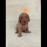 Cavapoo - Both