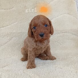 Cavapoo - Both