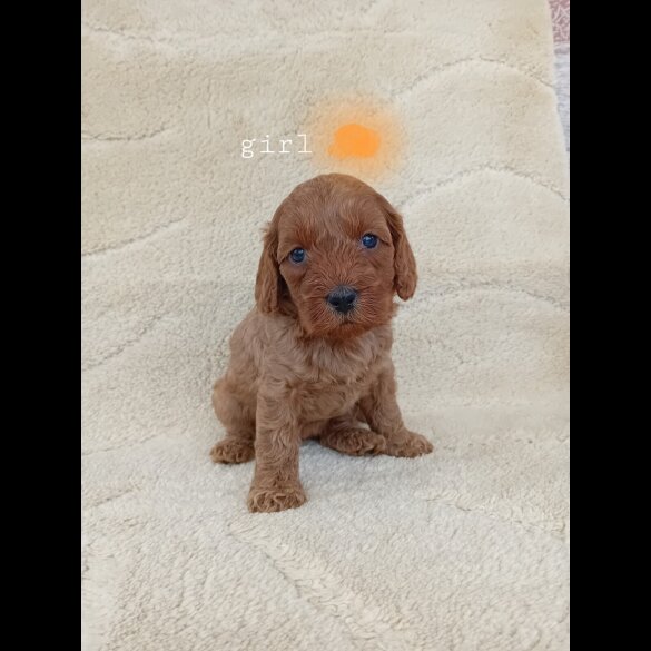 Cavapoo - Both