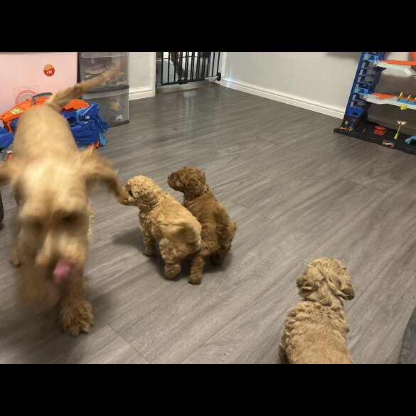 Cockapoo - Both