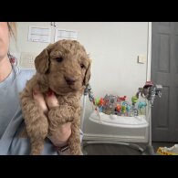 Cockapoo - Both