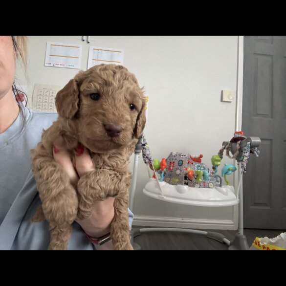 Cockapoo - Both