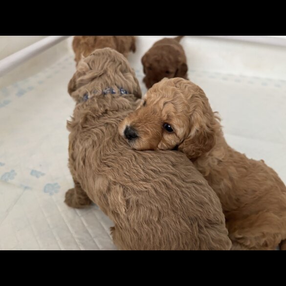 Cockapoo - Both