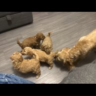 Cockapoo - Both